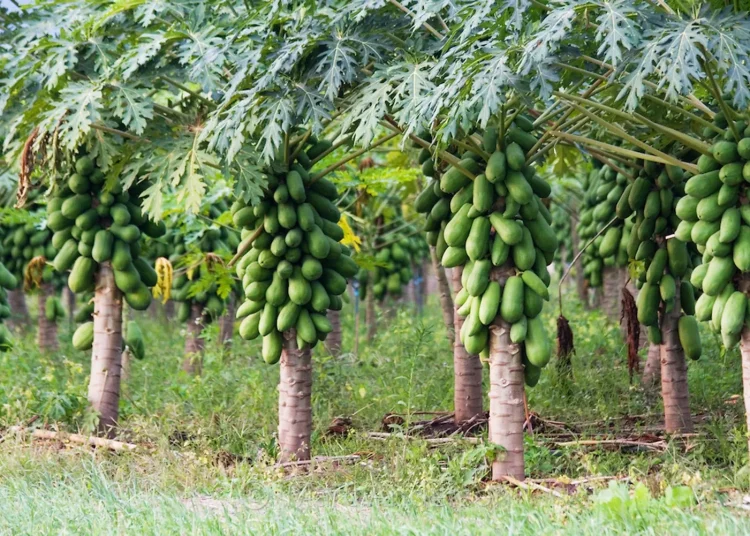 32890532063_43e784bd83_o