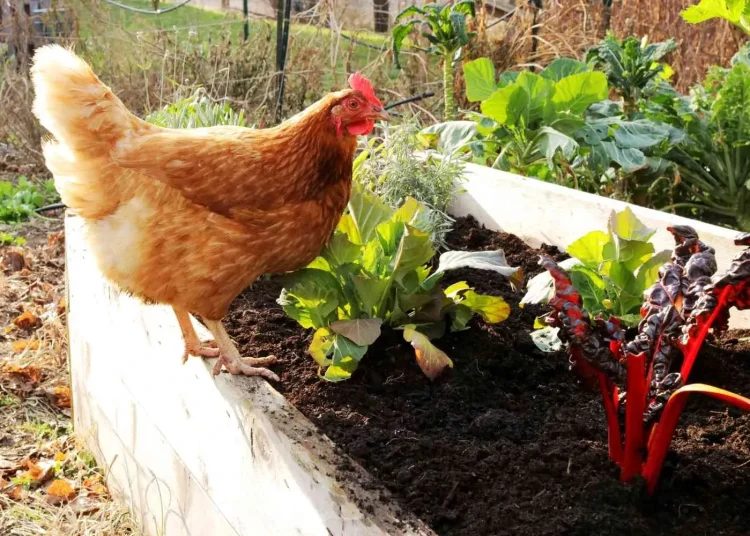 32890532063_43e784bd83_o