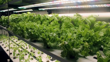 32890532063_43e784bd83_o