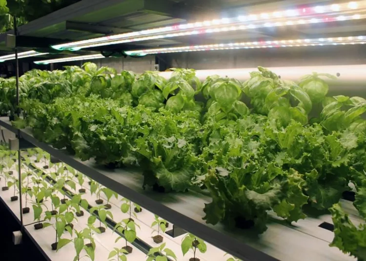 32890532063_43e784bd83_o