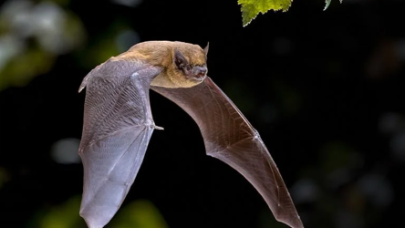 Bats
