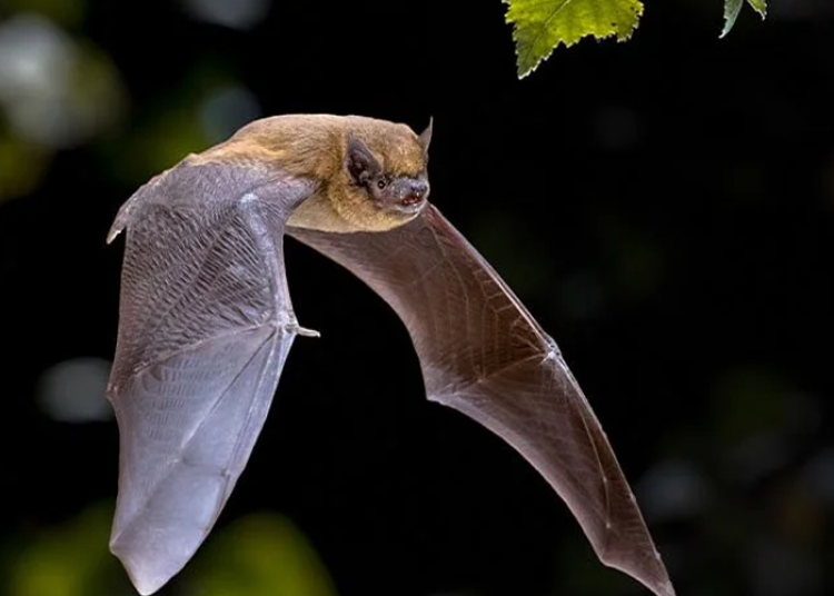 Bats
