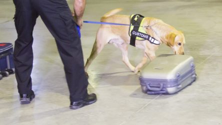DOG CUSTOMS