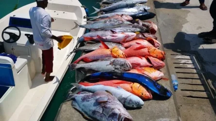 Foto: Fisheries Ministry