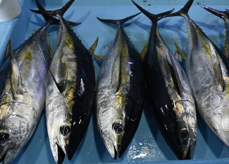 FISH