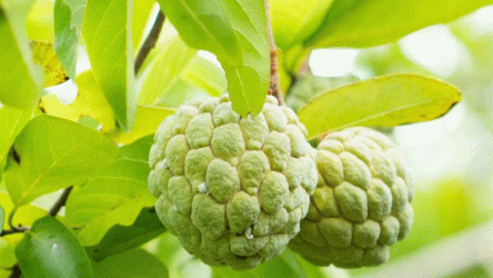 Screenshot 2025-01-23 070639