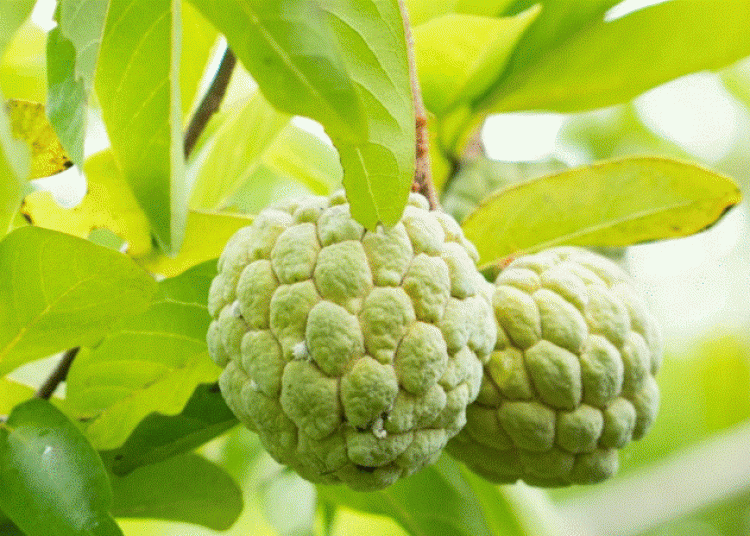 Screenshot 2025-01-23 070639