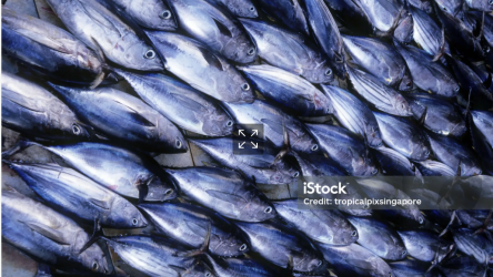 tuna