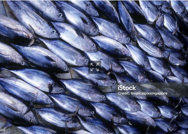 tuna tuna
