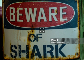 shark shark