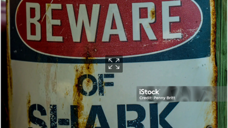 shark