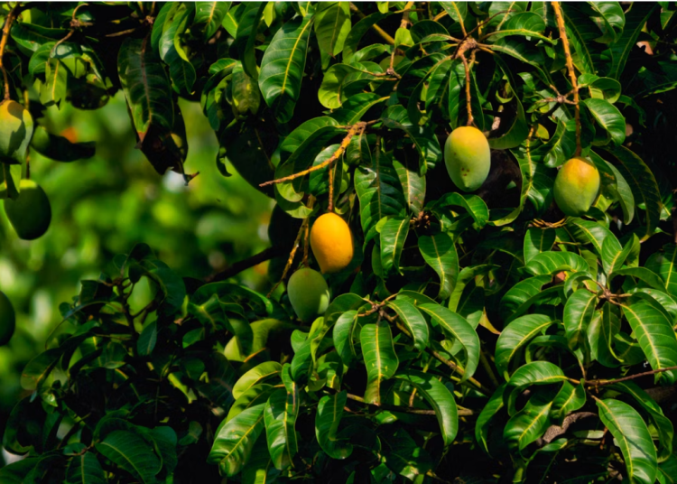 Screenshot 2026-06-01 101924 Unsplash by Rajendra Biswal