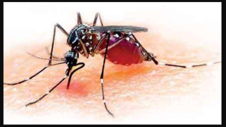 mosqui mosqui
