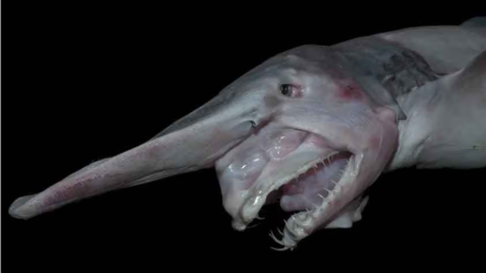shark