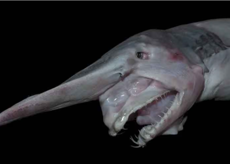 shark
