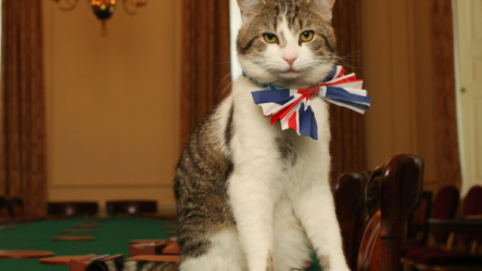 uk cat
