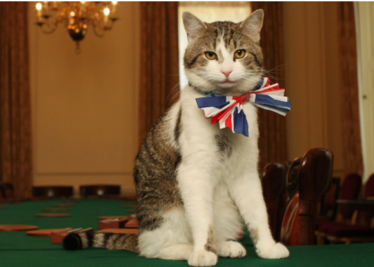 uk cat