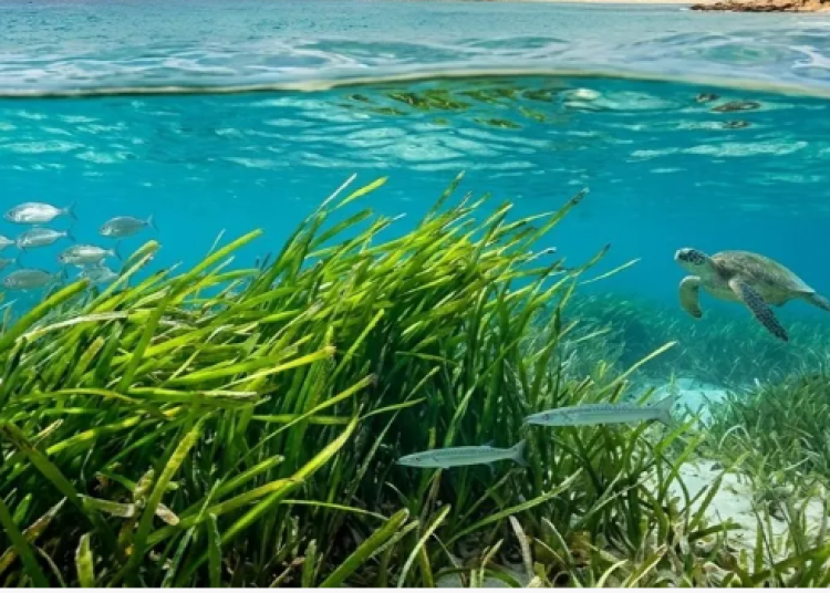 sea