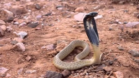 snake