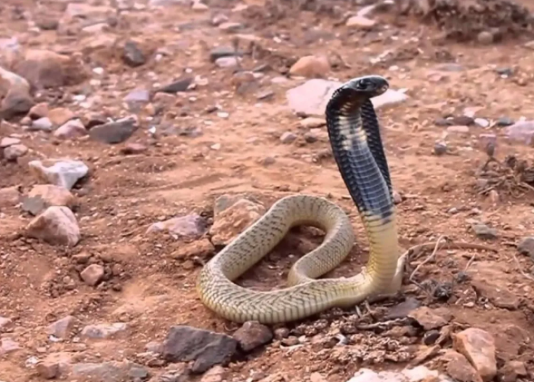 snake