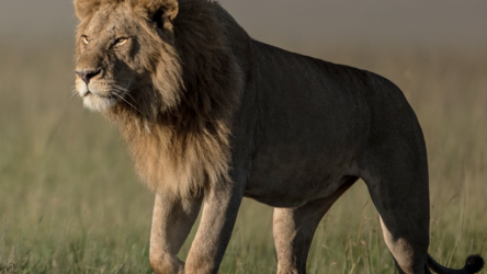lion