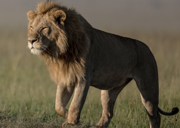 lion lion