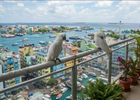 bird