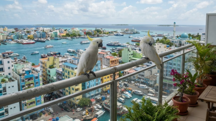 bird