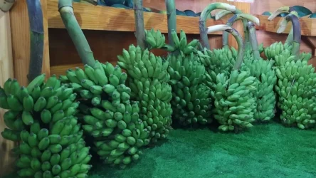 WhatsApp Image 2025-01-14 at 10