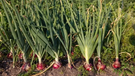 WhatsApp Image 2025-01-14 at 10