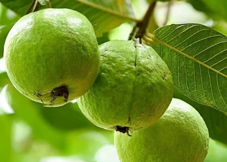 WhatsApp Image 2025-01-14 at 10