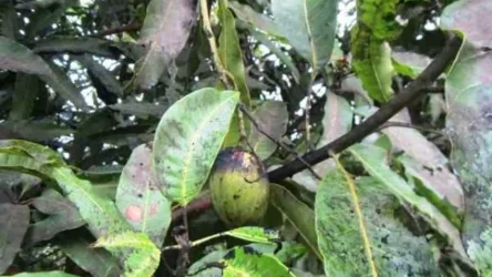 WhatsApp Image 2025-01-14 at 10