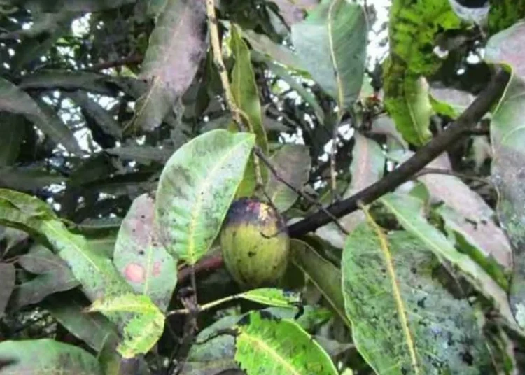 WhatsApp Image 2025-01-14 at 10