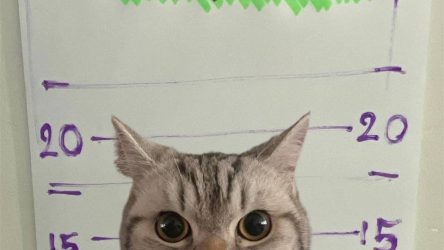cat c
