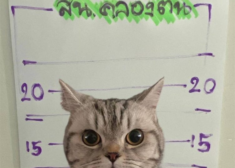cat c