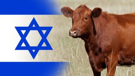 cow jews