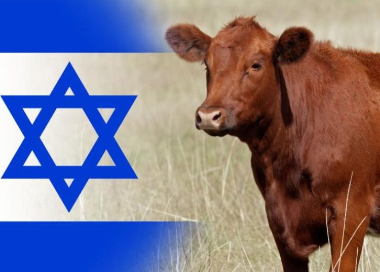 cow jews