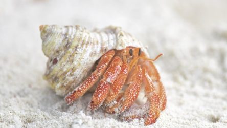 crab