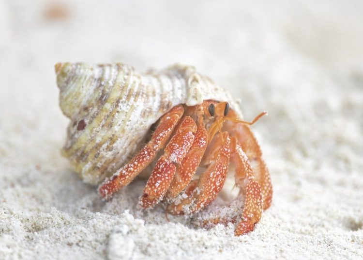 crab crab