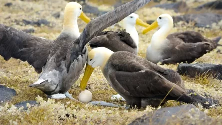 discovering-albatross-nesting-ar