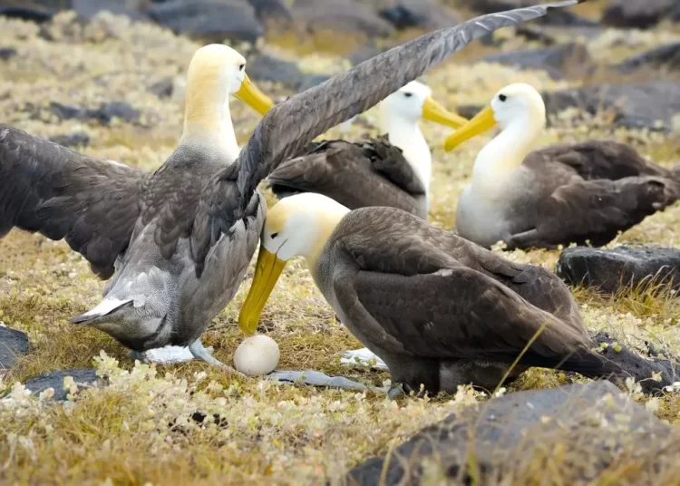 discovering-albatross-nesting-ar