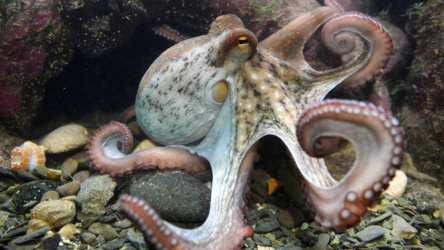 octopus