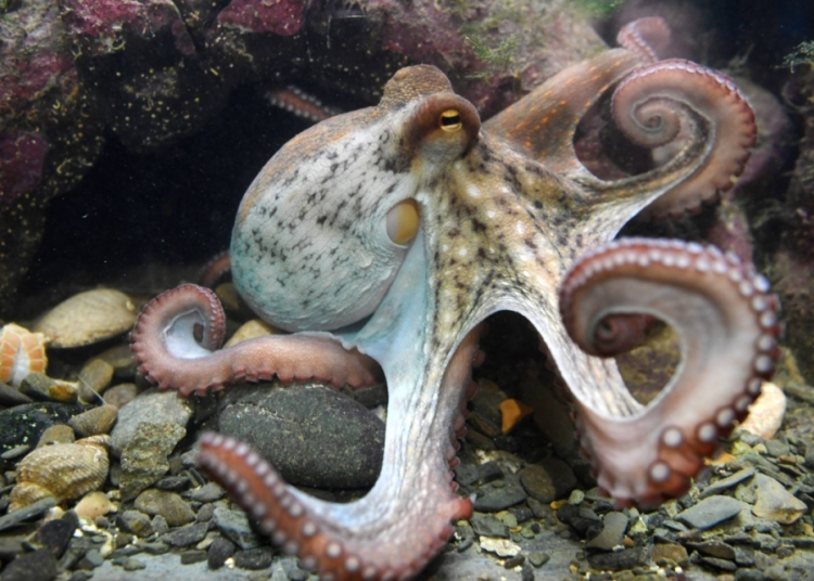 octopus